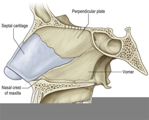 Septal Cartilage Free Images At Clker Vector Clip Art Online