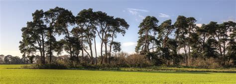 Brecks Treeline