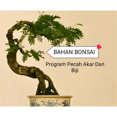 Jual Bibit Bonsai Biji Dan Bibit Asam Jawa Bahan Bonsai Program Sunat