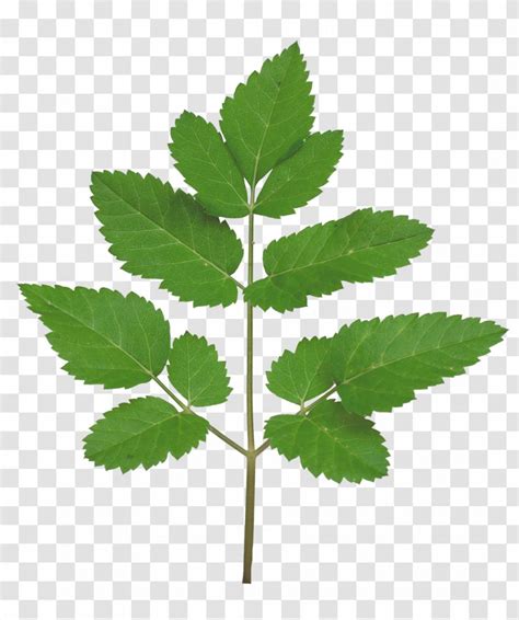 Leaf Plant Stem Branch Tree Texture Mapping Transparent Png