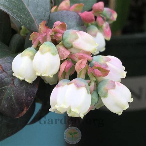 Photo Of The Bloom Of Blueberry Vaccinium BrazelBerries Peach Sorbet