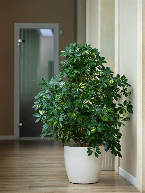 Lucky Bamboo Plant Profile and Care guide - The Contented Plant