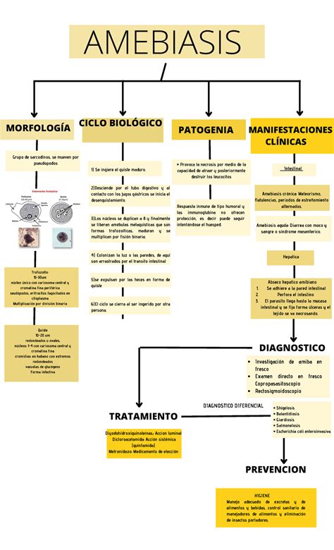 Amebiasis MorfologÍa Amebiasis Ciclo BiolÓgico Manifestaciones ClÍnicas Patogenia Grupo De