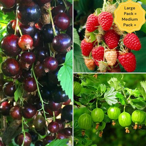 Fruit Plants for Beginners | Allotment in a Box – Roots Plants