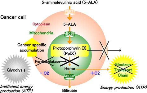 The porphyrin biosynthesis pathway in the cancer cell. In tumor cells ...