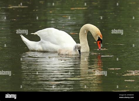 Cygnet swans hi-res stock photography and images - Alamy