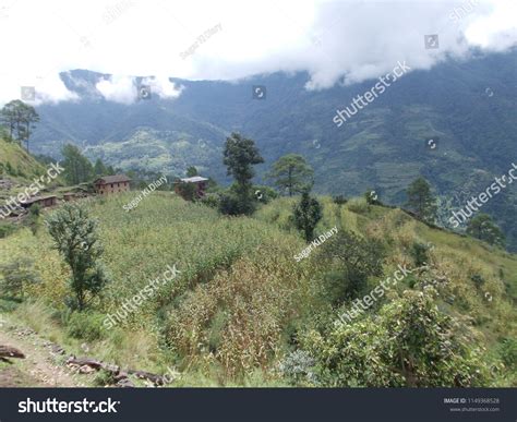 Hilly Areas Village Maize Farming Photos and Images | Shutterstock