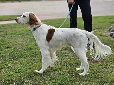 Boerne TX English Setter Meet Forrest A Pet For Adoption