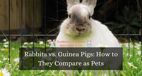 Rabbits Vs Guinea Pigs How To They Compare As Pets Californian