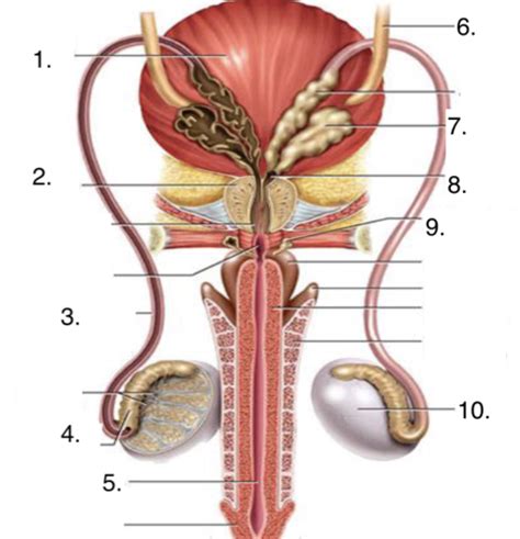 A P Lab Quiz Reproductive System Flashcards Quizlet