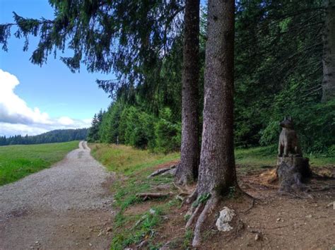 Sentiero Dellimmaginario Unescursione Nel Bosco Magico Di Luserna