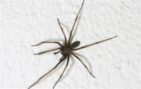 Blog The Ultimate Spider Prevention Guide For Tampa Homes