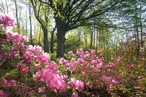 Frederik Meijer Gardens & Sculpture Park