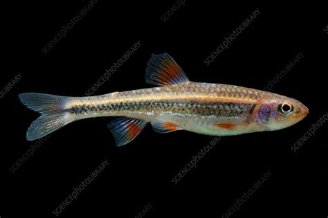 Rainbow Shiners Notropis Chrosomus Stock Image C0503097