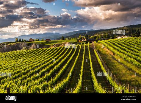 Vineyards And Houses On The Naramata Bench At Sunset South Okanagan