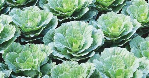 Growing Collard Greens The Complete Guide To Plant Care And Harvest Collards