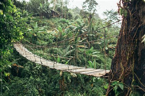 «Wooden Rope Hung Bridge In The Middle Of The Jungle» del colaborador ...