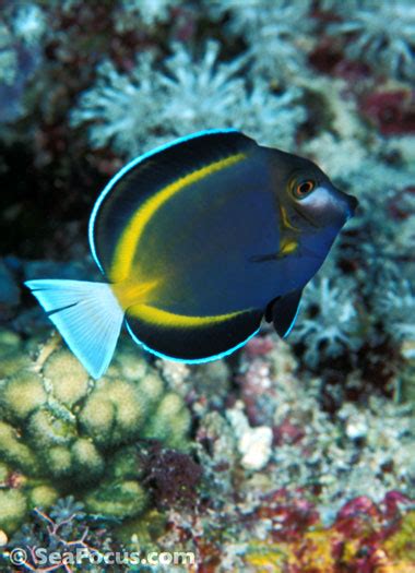 Surgeonfish – image gallery | marine species information | diving ...