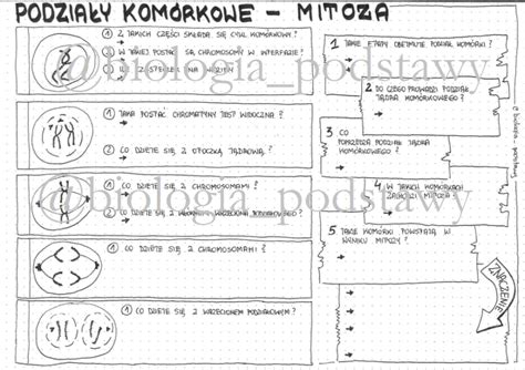 Klasa 8 Mitoza KP Złoty nauczyciel