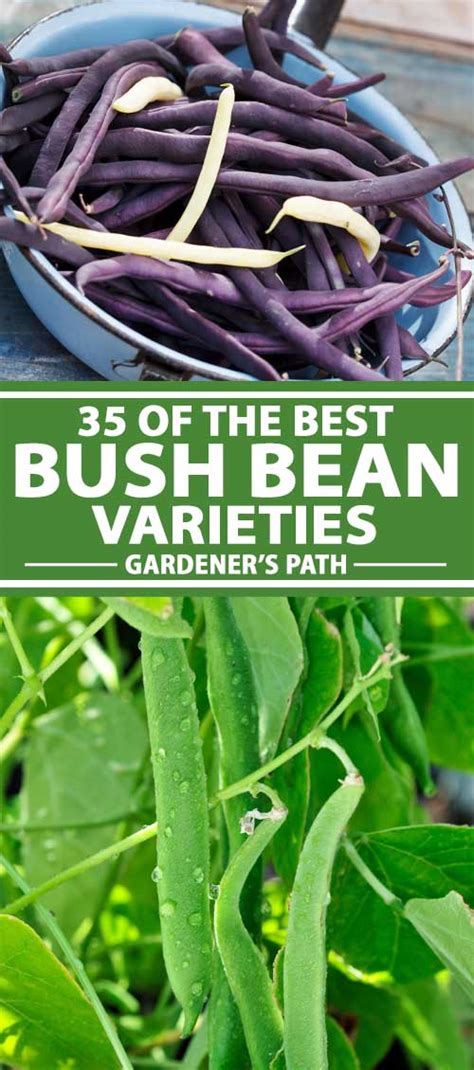 35 of the Best Bush Bean Varieties | Gardener’s Path