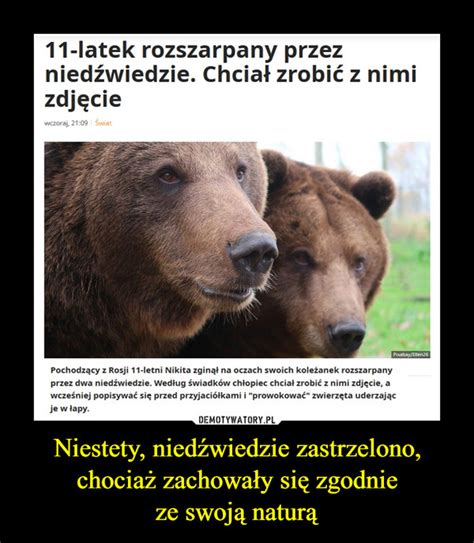 Niestety niedźwiedzie zastrzelono chociaż zachowały się zgodnie ze