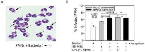 A Pmns Were Pre Incubated In Mscs Bmmscs Or Pgmscs Supernatant Or Download Scientific