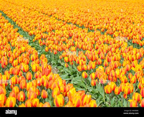 Tulip Fields In The Netherlands Stock Photo Alamy