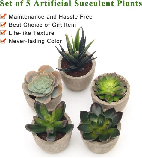 Coitak Artificial Succulent Plants Potted Set Review Succulents Symphony