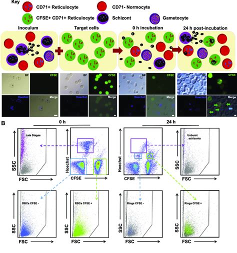 Schematic Outline Of The Invasion Assay Using A Diagram Micrographs Download Scientific