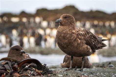 Scientists troubled after mass death of animals from bird flu: 'My ...