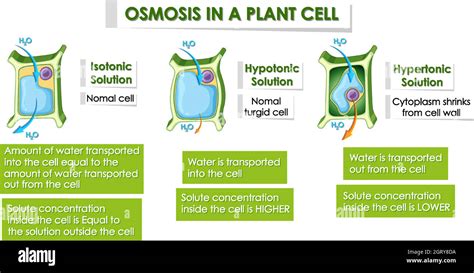 Diagram showing details of plant cell Stock Vector Image & Art - Alamy