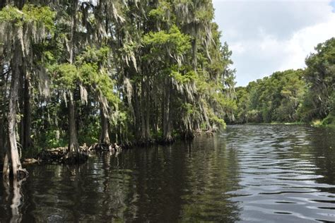 90 Min Everglades Airboat Tour In Central Florida Orlando Parks