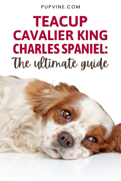 Teacup Cavalier King Charles Spaniel: The Ultimate Guide