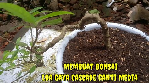 Membuat Bonsai Loa Gaya Cascade Cara Ganti Media Tanam Agar Tetap Subur