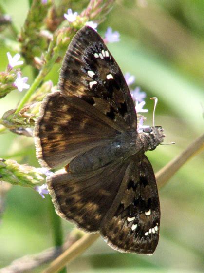 Horace S Duskywing Skipper Erynnis Horatius Bugguide Net