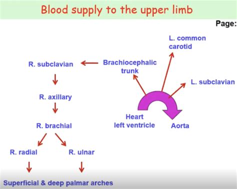 Transitions Vessels And Sections Of Upper Limb Flashcards Quizlet