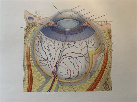 Special Senses Eye Diagram Quizlet