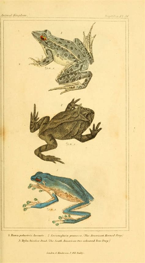 antique natural history frogs illustration