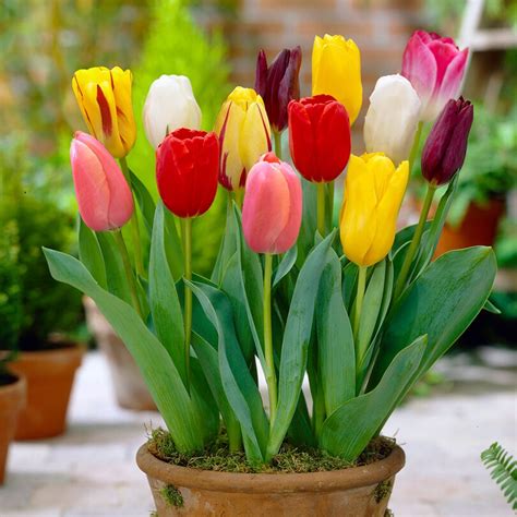 Tulip Flower Plant Price At Brandy Sandlin Blog