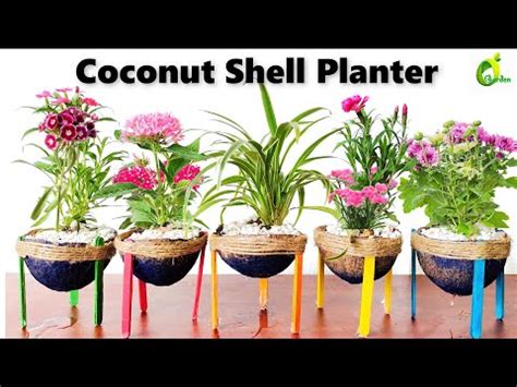 Best Planter Using Coconut Shell Coconut Shell Planter Idea Coconut