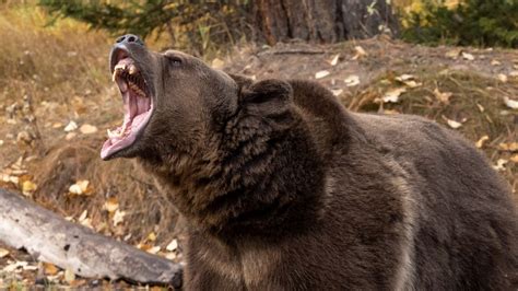 Grizzly Bear Filmed Brutally Mauling Black Bear In Rare Footage Live Science