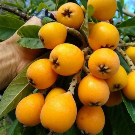 Jual Bibit Tanaman Leci Biwa Lequat Keadaan Rimbun Dan Berbunga