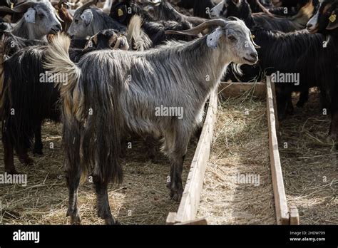 goat, trough, goats, troughs Stock Photo - Alamy