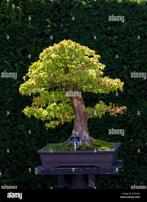 Japanese Bonsai Hi Res Stock Photography And Images Alamy