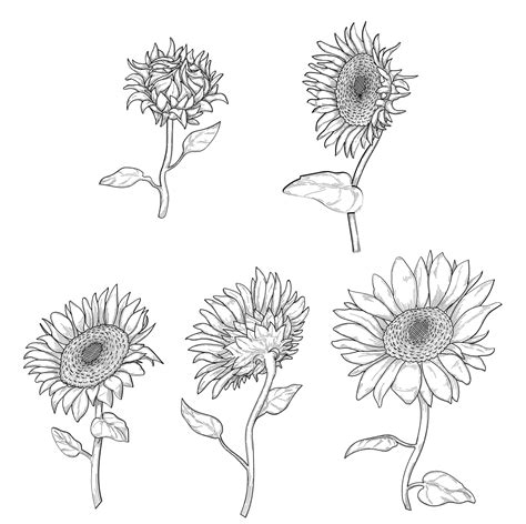 Sunflower Outline Svg | pedersenrecovery.com