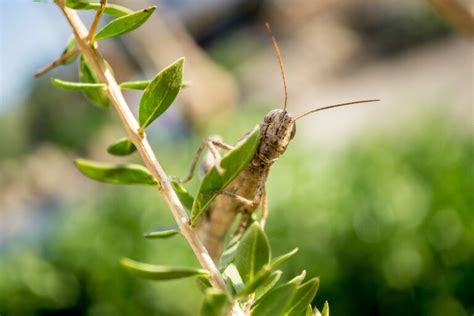 Grasshopper Meaning & Symbolism & Grasshopper Spirit Animal