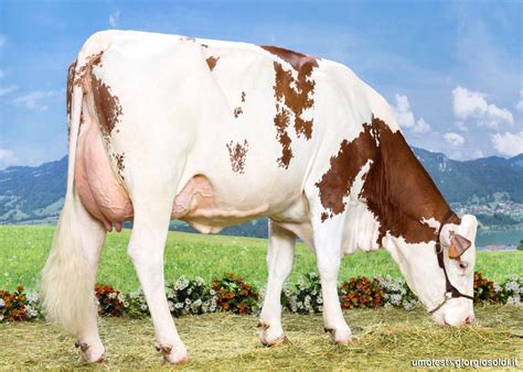 Beautiful Dairy Cow Grazing in a Field