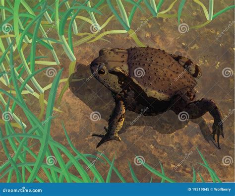 Toad in habitat stock illustration. Illustration of media - 19319045