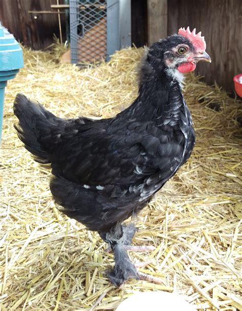 Black Copper Marans Time Progression Of Sexing Updated With Weeks 1 3 Pictures Page 30