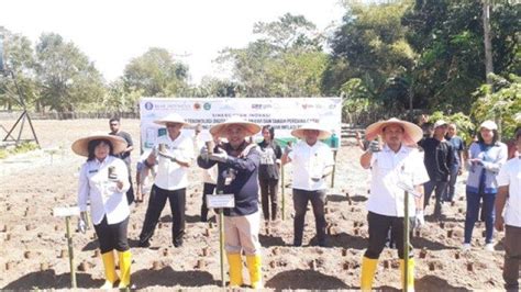 Cegah Inflasi Pangan Bi Ntt Tanam Ribuan Benih Cabai Di Kabupaten